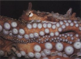 Размножение гигантского осьминога