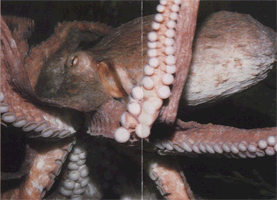 Еда гигантского осьминога