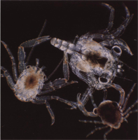 Распространение зоопланктона