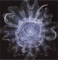 Особенности зоопланктона