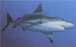 Характерные особенности акул