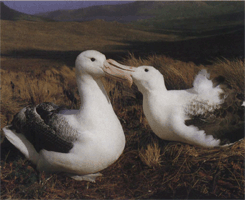 Размножение альбатроса королевского