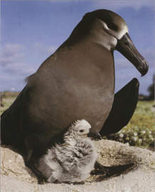 Альбатрос черноногий