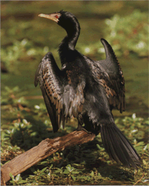 Phalacrocorax africanus