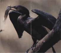 Еда Phalacrocorax africanus