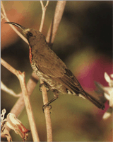 Поведение Chalcomitra Senegalensis