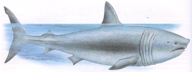 Общие положения об акуле гигантской