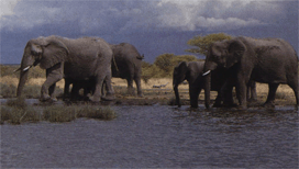 Общение Африканского слона