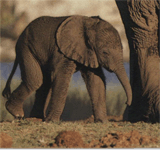 Размножение Африканского слона