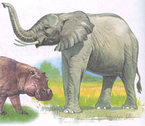 Общие положения Африканского слона
