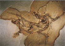 Живое ископаемое - археоптерикс