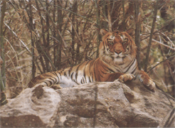 Образ жизни тигров