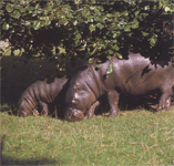 Розмноження карликового бегемота