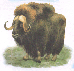 Вівцебик або мускусний бик