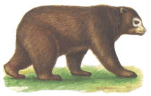 Очковий ведмідь