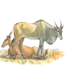 Гігантська антилопа канна