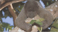 Розмноження шерстистої мавпи Гумбольдта
