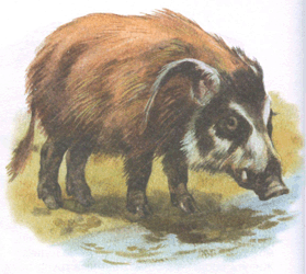 Свиня китицевуха, або річкова