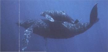 Розмноження горбатого кита