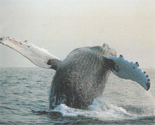 Спосіб життя горбатого кита