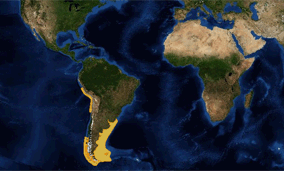 Ареал котика морського південноамериканського