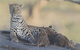 Розмноження леопарда