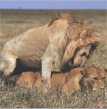 Розмноження лева