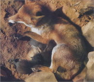 Розмноження рудої лисиці