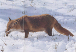 Їжа та полювання рудої лисиці