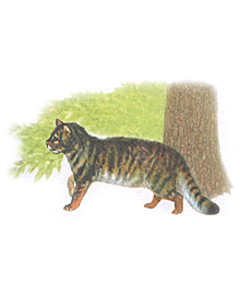 Лісовий кіт