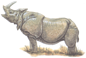 Носоріг індійський