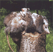 Розмноження віргінського опосума