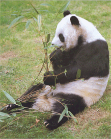 Панда велика