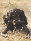 Розмноження звичайного шимпанзе