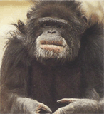 Їжа звичайного шимпанзе