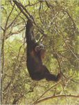Спосіб життя звичайного шимпанзе