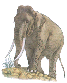 Слон азіатський
