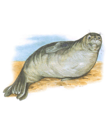 Тюлень білочеревий