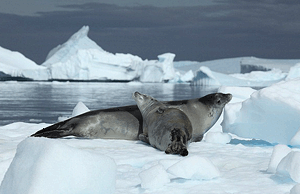 Розмноження тюленя-крабоїда