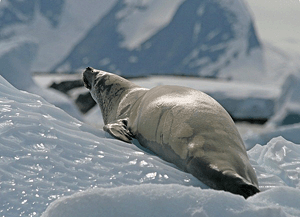 Спосіб життя тюленя-крабоїда