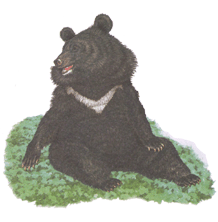 Білогрудий, або гімалайський ведмідь